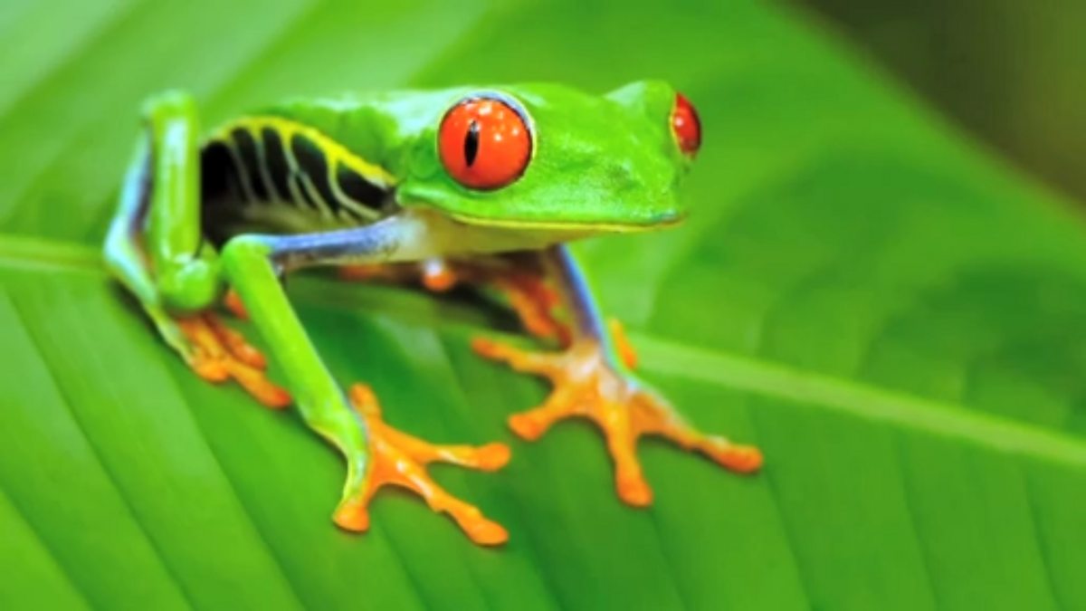 Characteristics of amphibians - BBC Teach