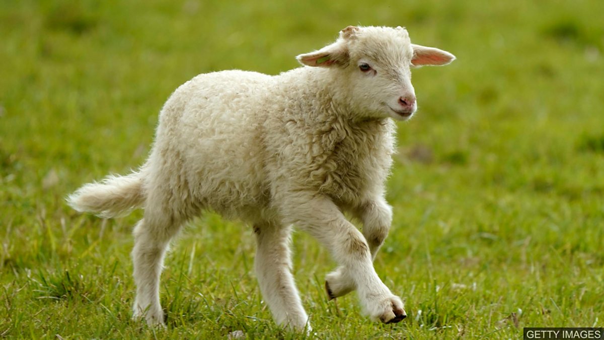 c Learning English 今日短语 In Two Shakes Of A Lamb S Tail 马上 一晃