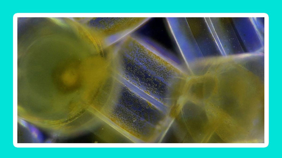 What Is Plankton And Why Is It So Important? - KS2 Sustainability ...