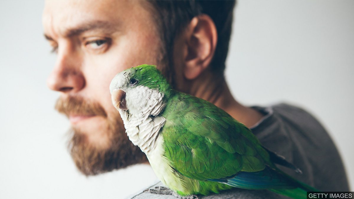 BBC Learning English - 地道英语/ Sick as a parrot 失望透顶