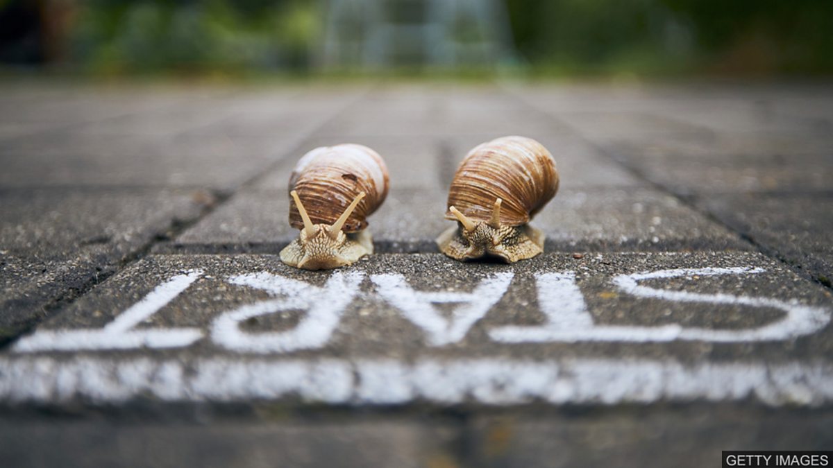 BBC Learning English 今日短语 / At a snail’s pace 慢如蜗牛
