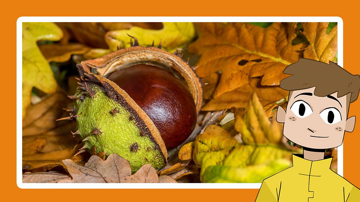 How do plants grow from a seed? KS2 Bitesize The Regenerators