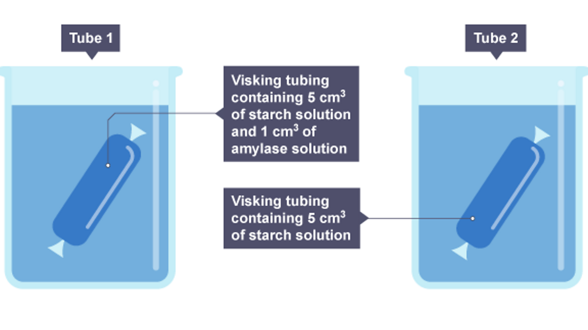 Visking Dialysis Tubing - 0.03mm Wall Thickness x 14.3mm Diameter - 30m -  Ocon Chemicals