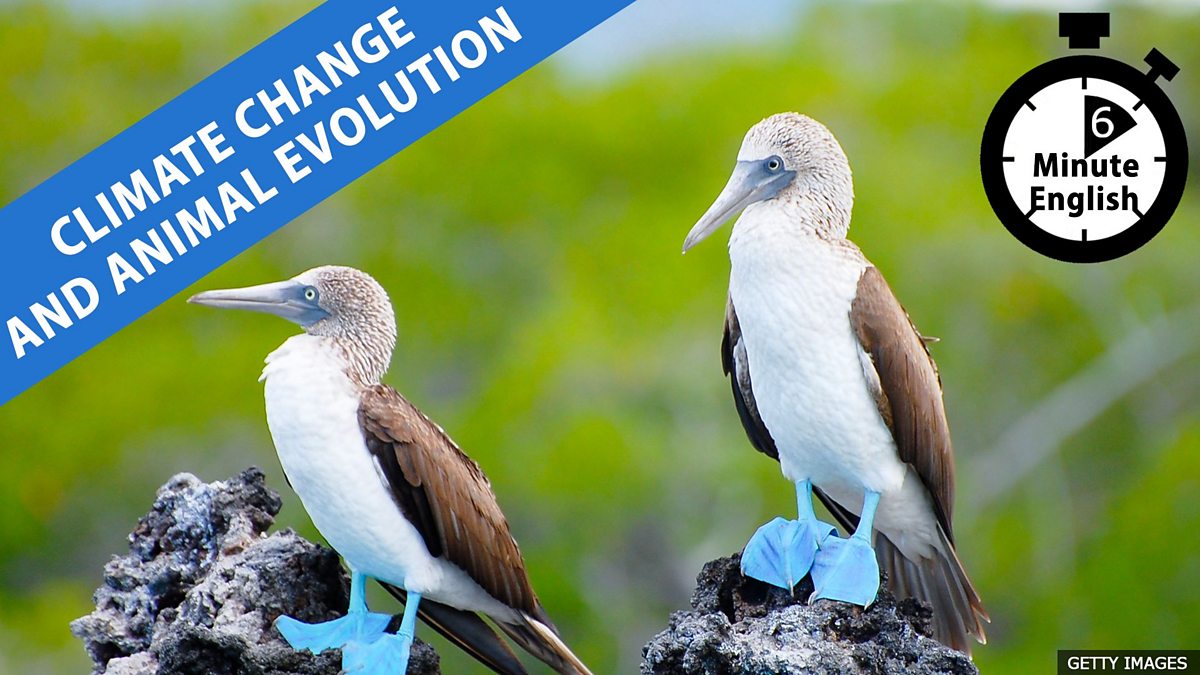 BBC Learning English - 6 Minute English / Climate change and animal  evolution