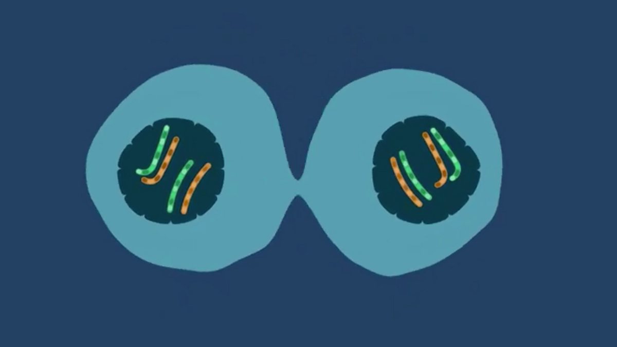 effect-of-genetic-variants-on-phenotype-higher-reproduction-the