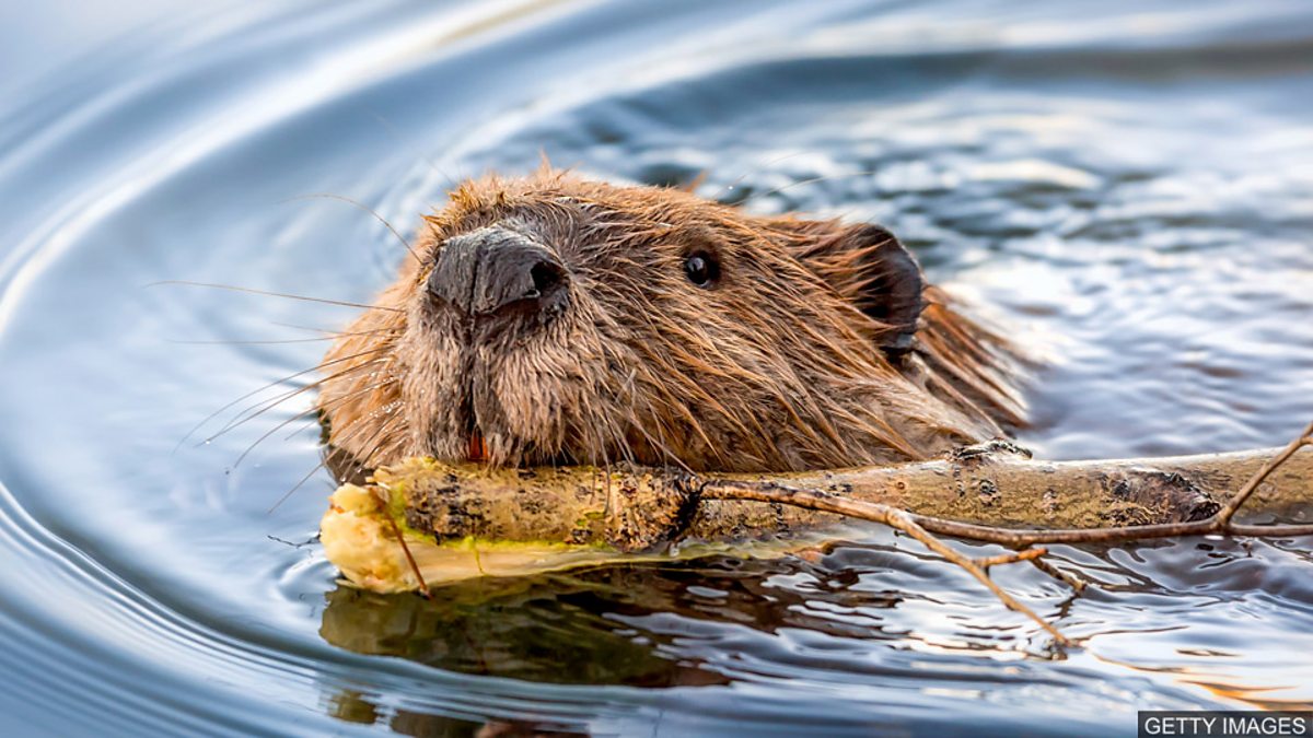 BBC Learning English 今日短语 / As busy as a beaver 忙得不可开交