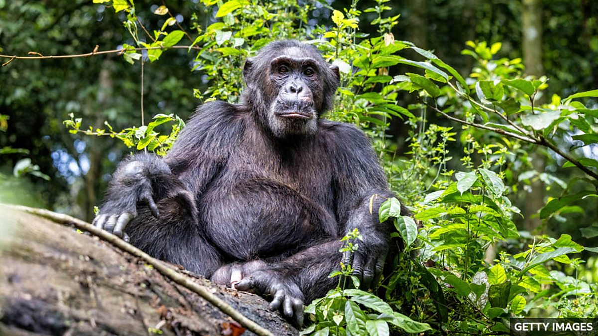 Bbc Learning English 英语大破解 Chimps Show Off Their Signature Drum