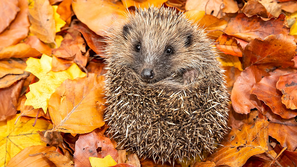 When do hedgehogs and other animals hibernate? - BBC Bitesize