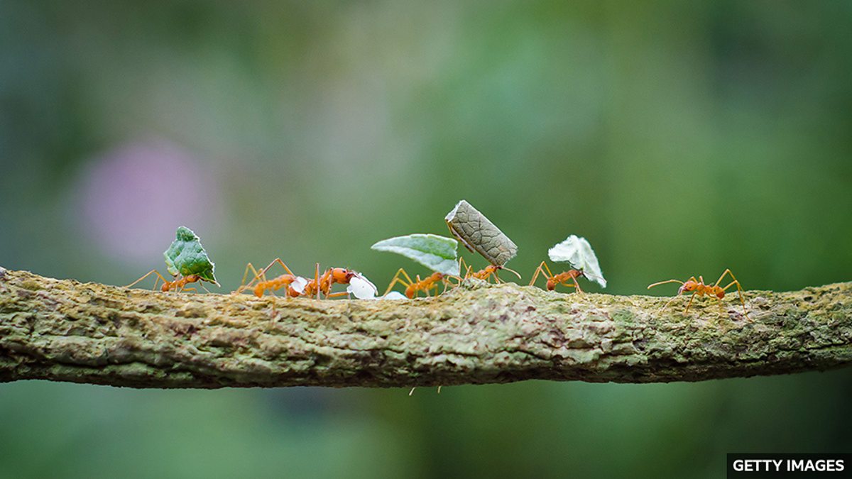 BBC Learning English - 媒体英语 / New study reveals how many ants there are ...