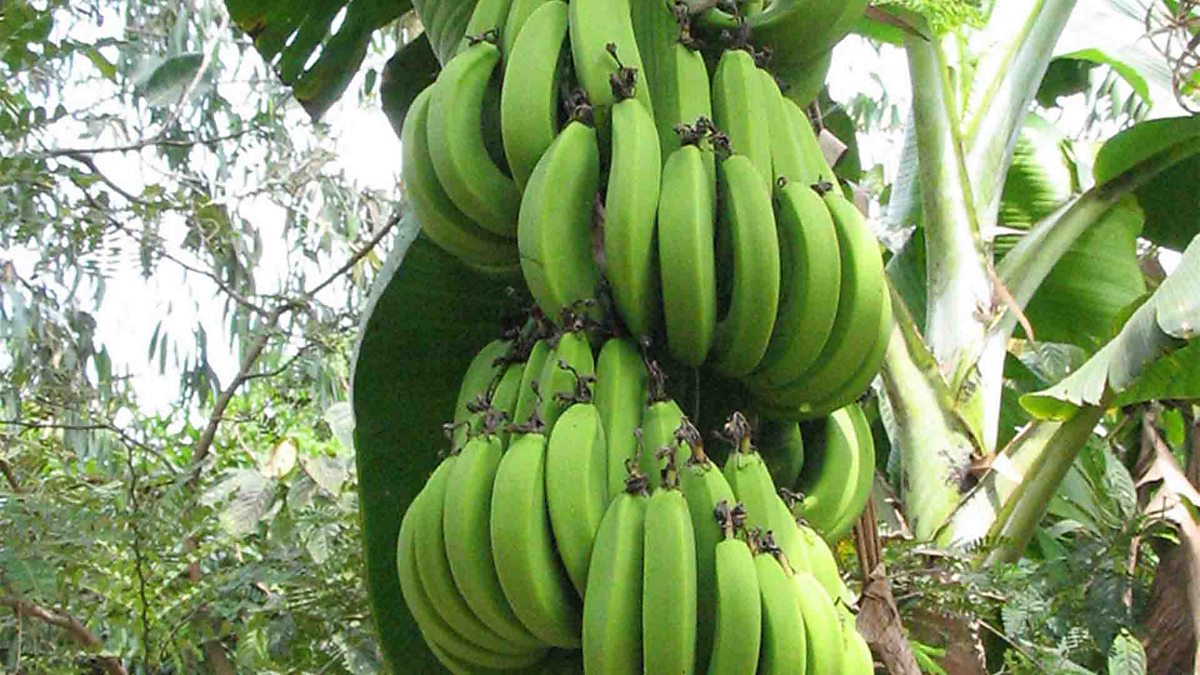 Auxin and gravitopism Plant hormones OCR Gateway GCSE Biology