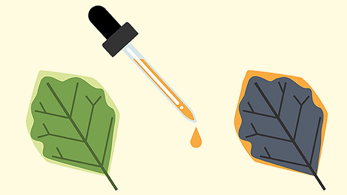 Investigating the need for light in photosynthesis B1 Photosynthesis