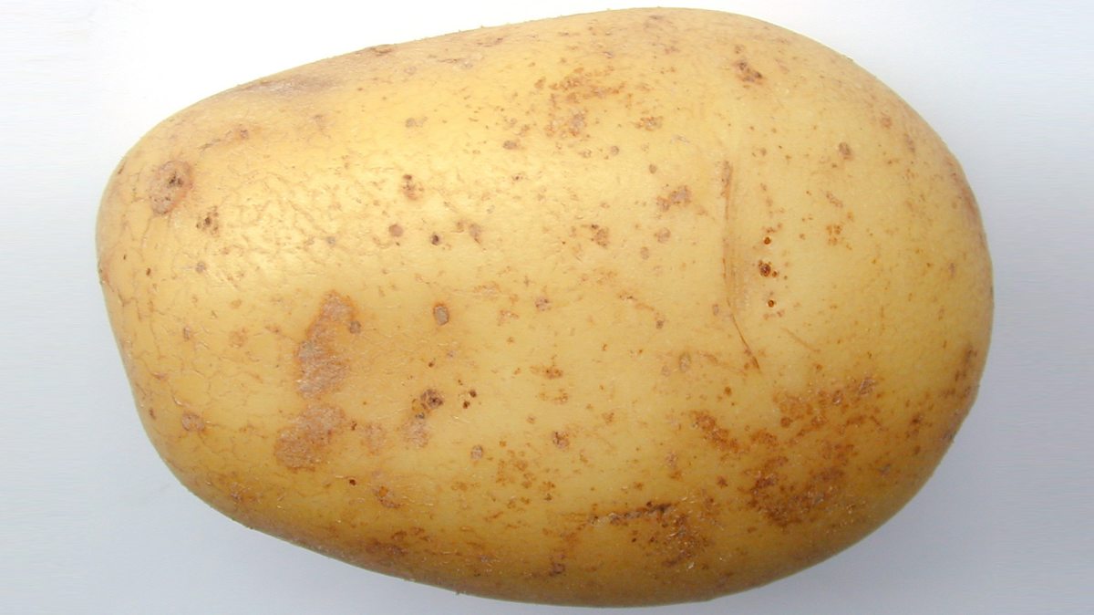 Practical B5 Model cells B5 Osmosis GCSE Combined Science Revision CCEA Double Award