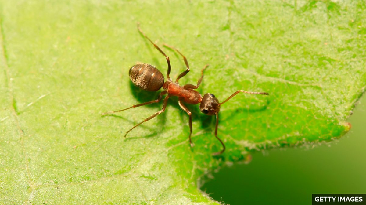 BBC Learning English - 媒体英语 / Could ants help to detect cancer? 蚂蚁能帮助 ...