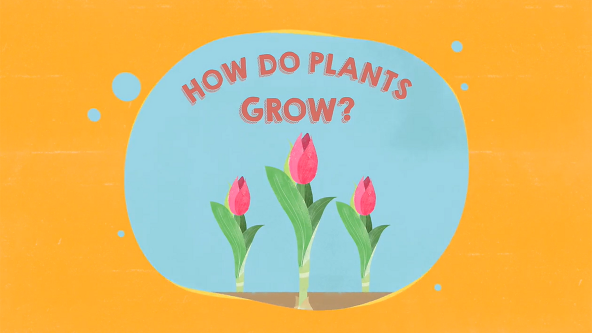 How Plants Grow Ks1 at Alexander Galindo blog