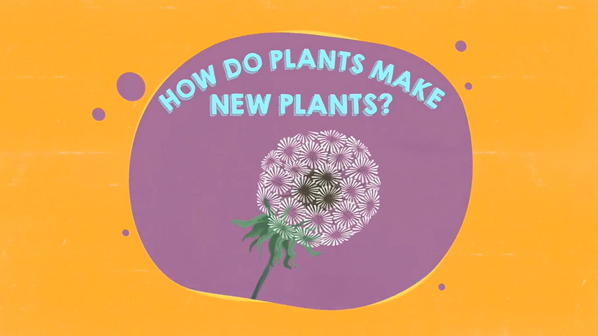 KS1 Science Plants How do plants make new plants? BBC Teach