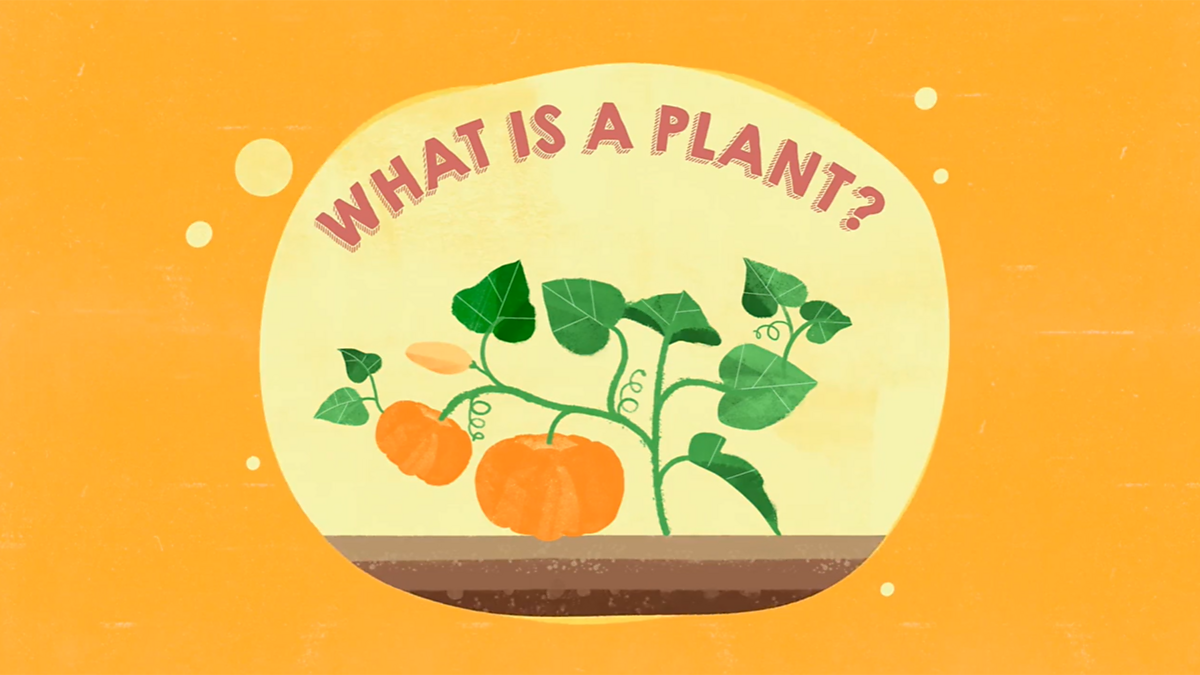 KS1 Science Plants What is a plant? BBC Teach