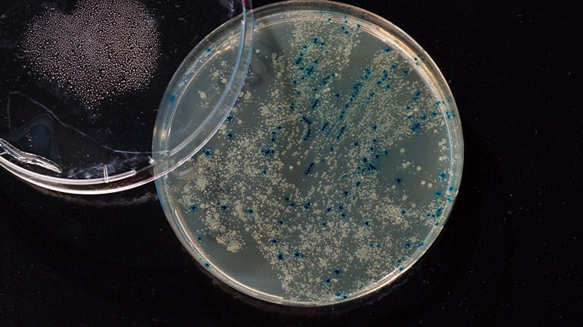 Plant and animal breeding test questions Higher Biology BBC Bitesize