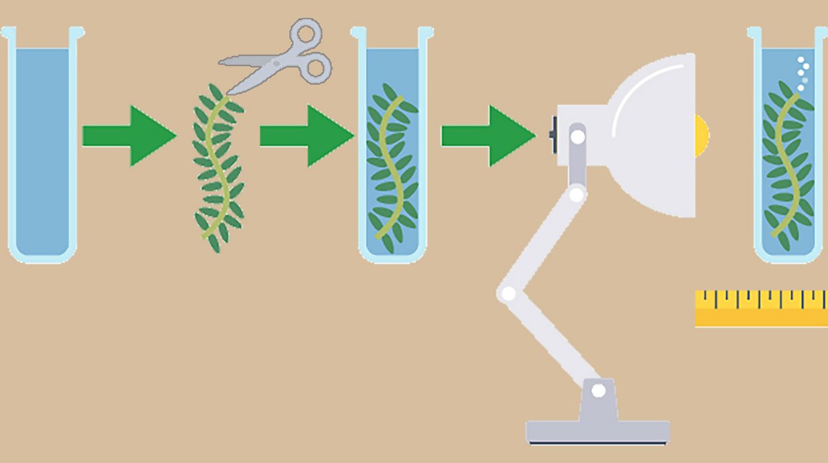 What Happens During Photosynthesis? - OCR 21st Century - GCSE Biology ...