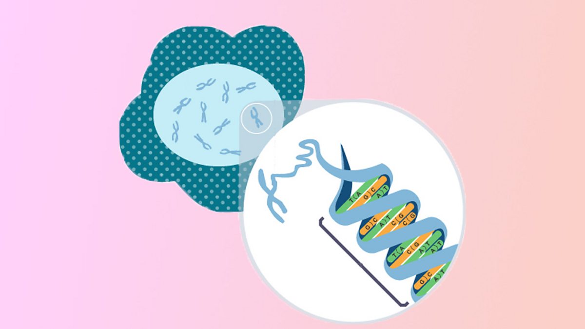 Sex Determination In Humans How Is Genetic Information Inherited Ocr 21st Century Gcse 0227