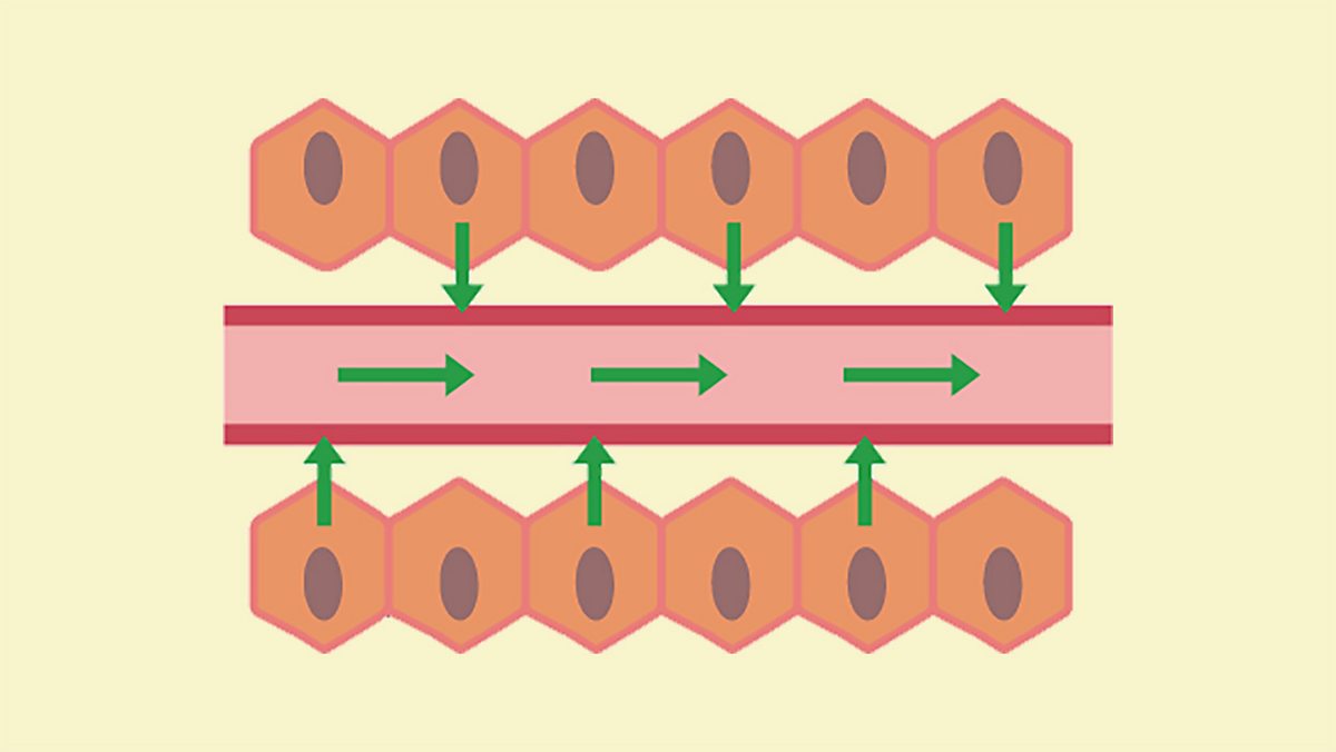 Factors affecting the rate of diffusion - Transport into and out of cells -  AQA Synergy - GCSE Combined Science Revision - AQA Synergy - BBC Bitesize