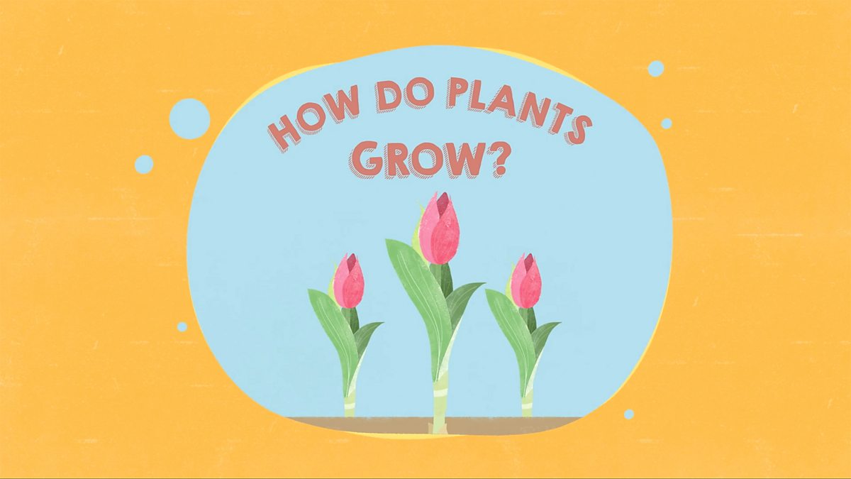 KS1 Science Plants BBC Teach