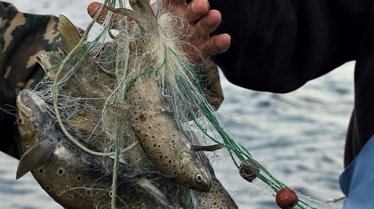 What is an ecosystem? Ecosystems Edexcel GCSE Geography Revision