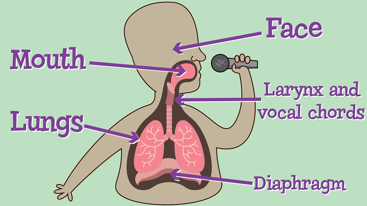 vocal chords diagram for kids