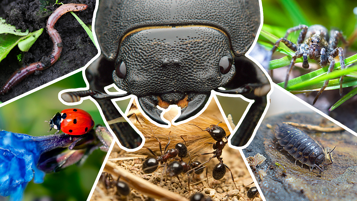 Personality quiz: Which minibeast are you? - Summer of Adventure - BBC ...