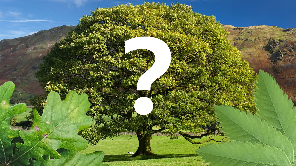 quiz-learn-to-identify-a-tree-by-its-leaves-summer-of-adventure