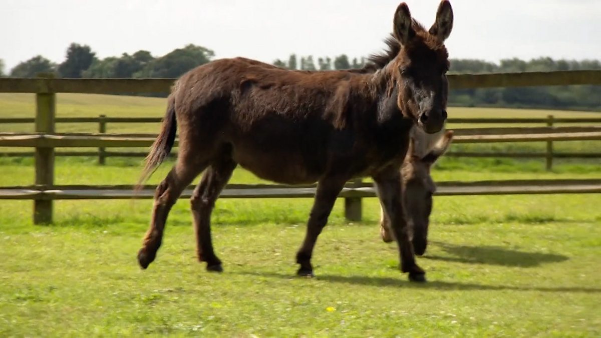 BBC Learning English 英语大破解 / Miniature donkey given new lease of life