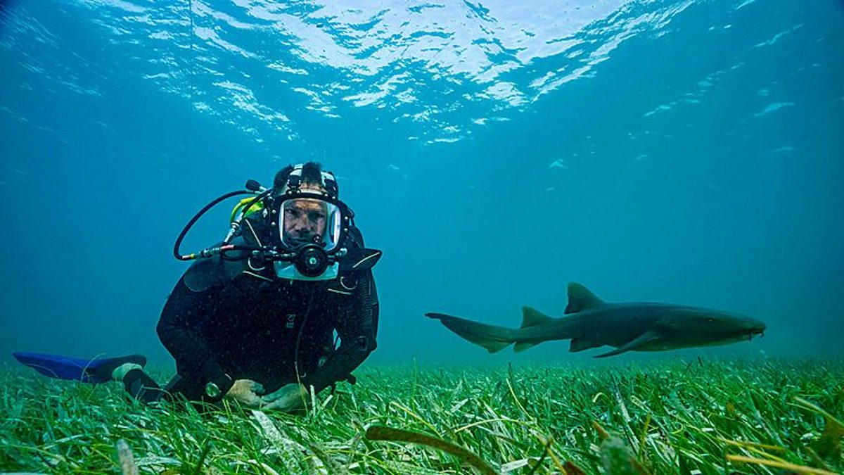 Deadly Mission Shark Science Live Lesson Bbc Teach 