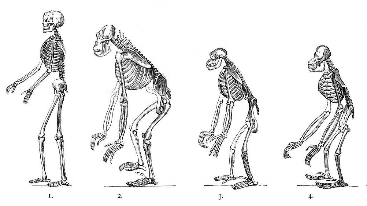 Can you guess the animal in this spooky skeletons quiz? - BBC Bitesize