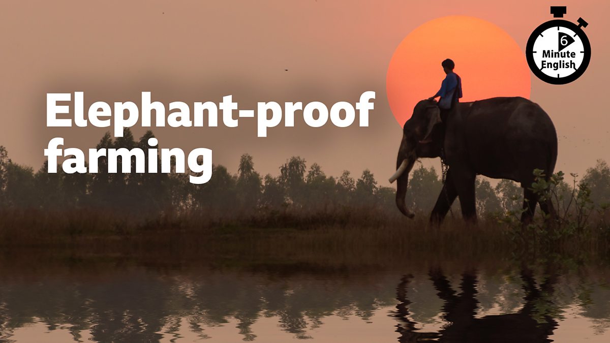 BBC Learning English - 6 Minute English / Elephant-proof farming