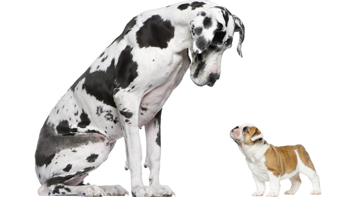 Superlative and comparative adjectives BBC Bitesize