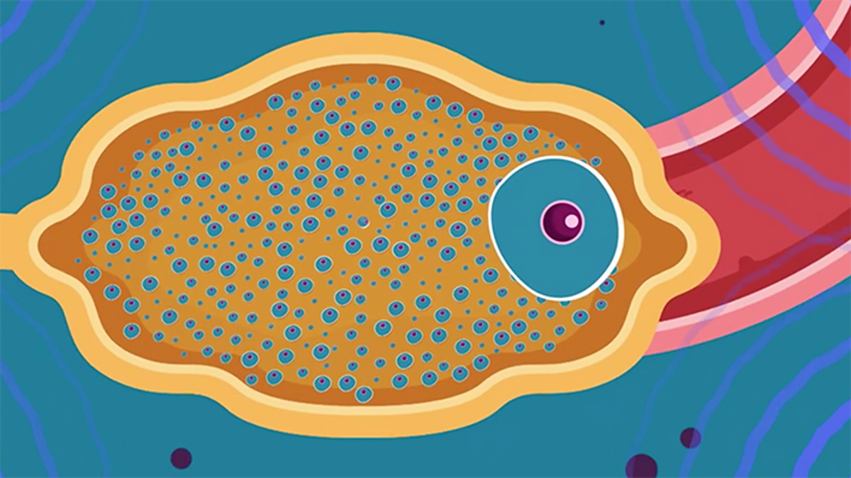 Reproductive hormones in the menstrual cycle - Hormones in human