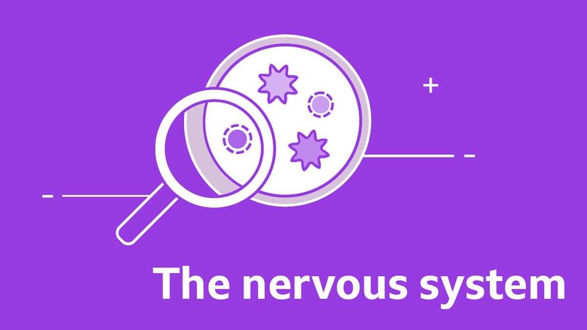 GCSE biology questions the nervous system GCSE biology revision BBC