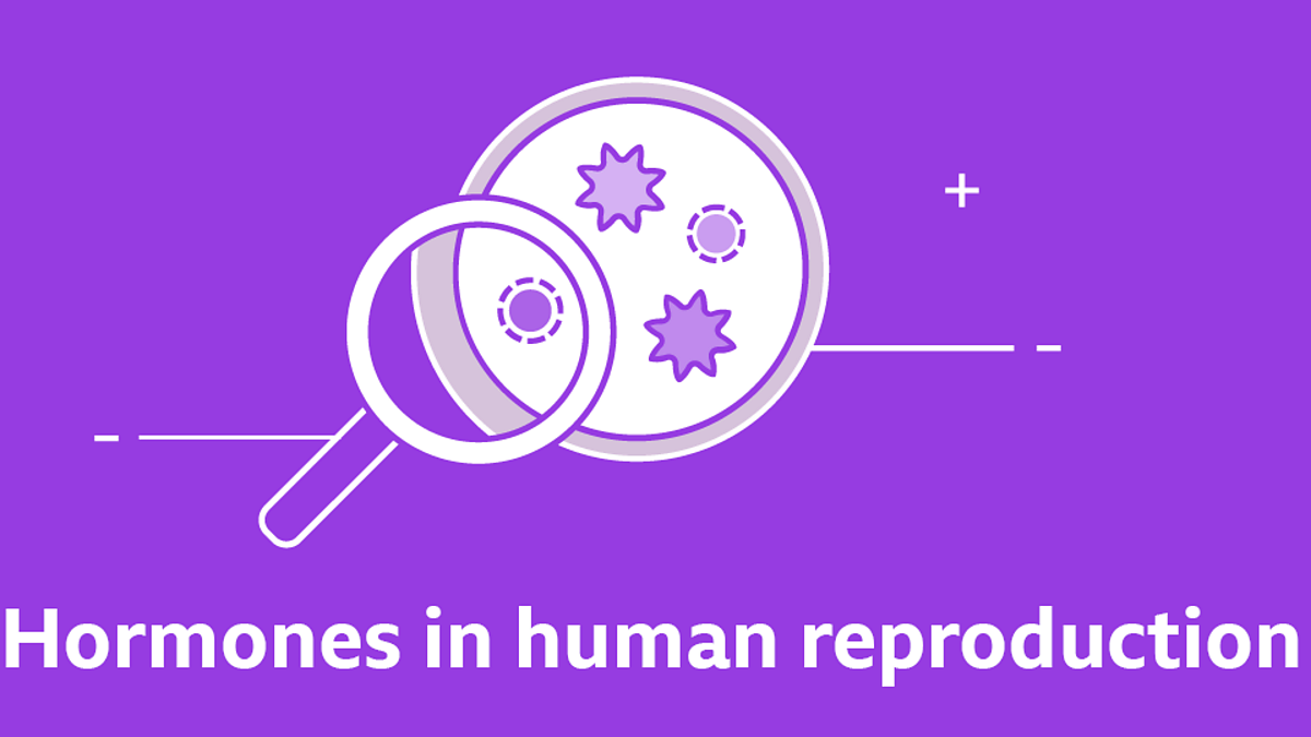 GCSE biology questions - hormones in human reproduction GCSE biology ...