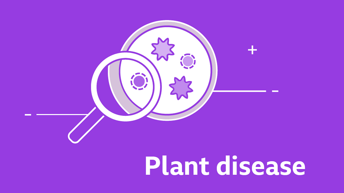 GCSE biology questions plant disease GCSE biology revision BBC Bitesize