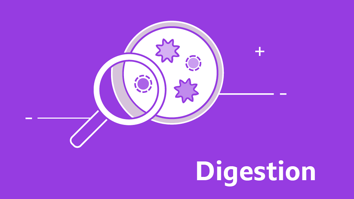 Gcse Biology Questions - Digestion Gcse Biology Revision - Bbc Bitesize