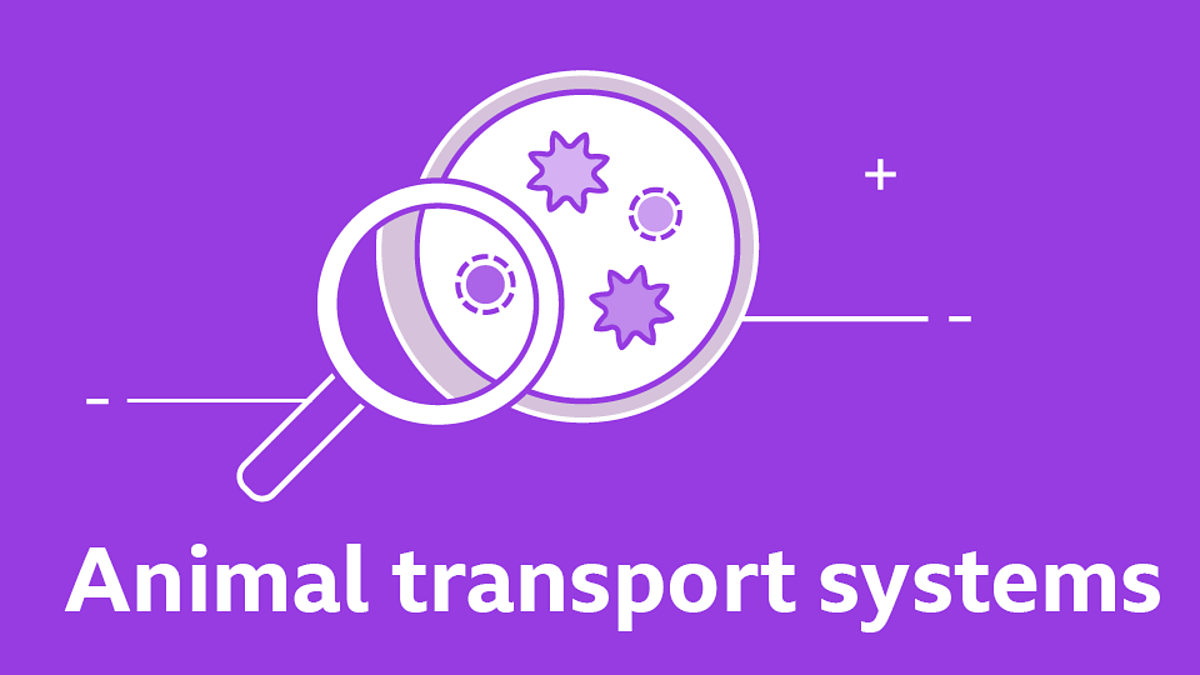 Gcse biology questions animal transport systems gcse biology revision