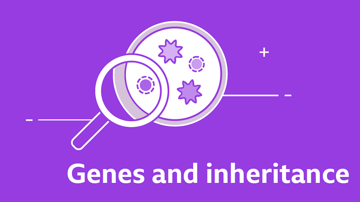 Gcse biology questions genes and inheritance gcse revision bbc bitesize