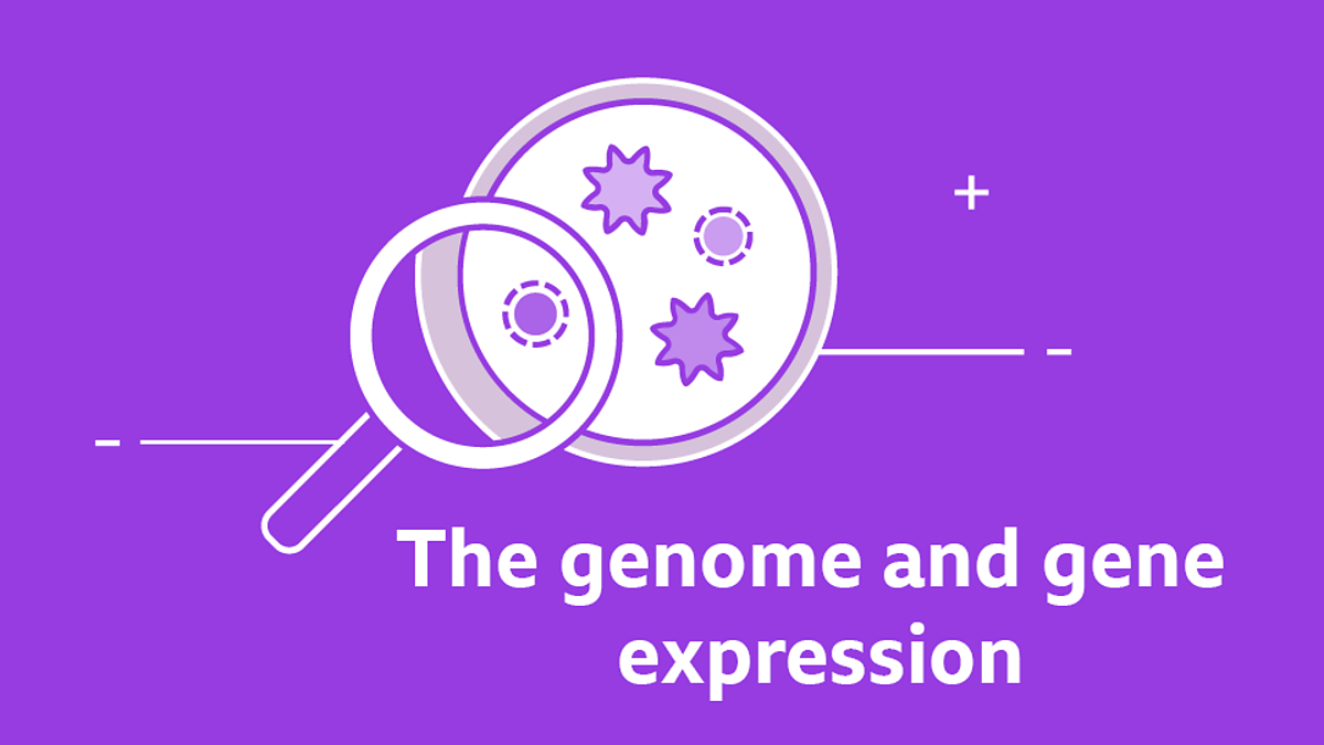 Gcse The Genome And Gene Expression Questions Gcse Biology Revision Bbc Bitesize 8616