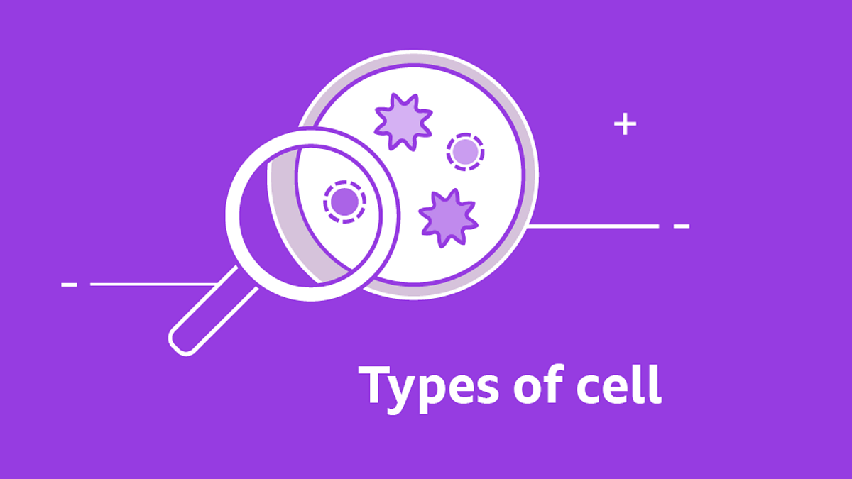 Gcse Biology Questions - Types Of Cell Gcse Biology Revision - Bbc Bitesize