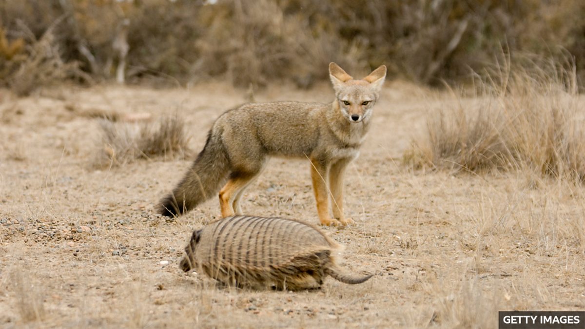 BBC Learning English - 媒体英语 / Was an extinct fox once man's best friend ...