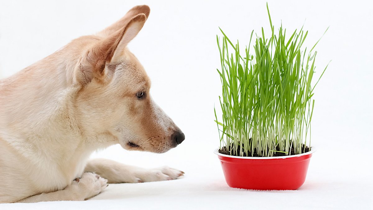 Dog eating grass and shops not eating food