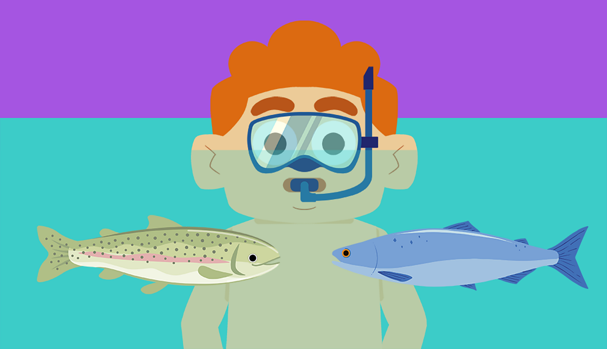 What are fish? KS1 Science curriculum - BBC Bitesize