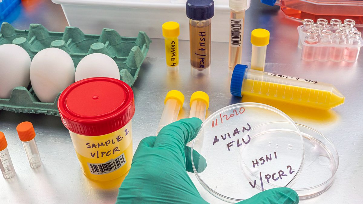 'My science helped to tackle Covid and keep the price of eggs down