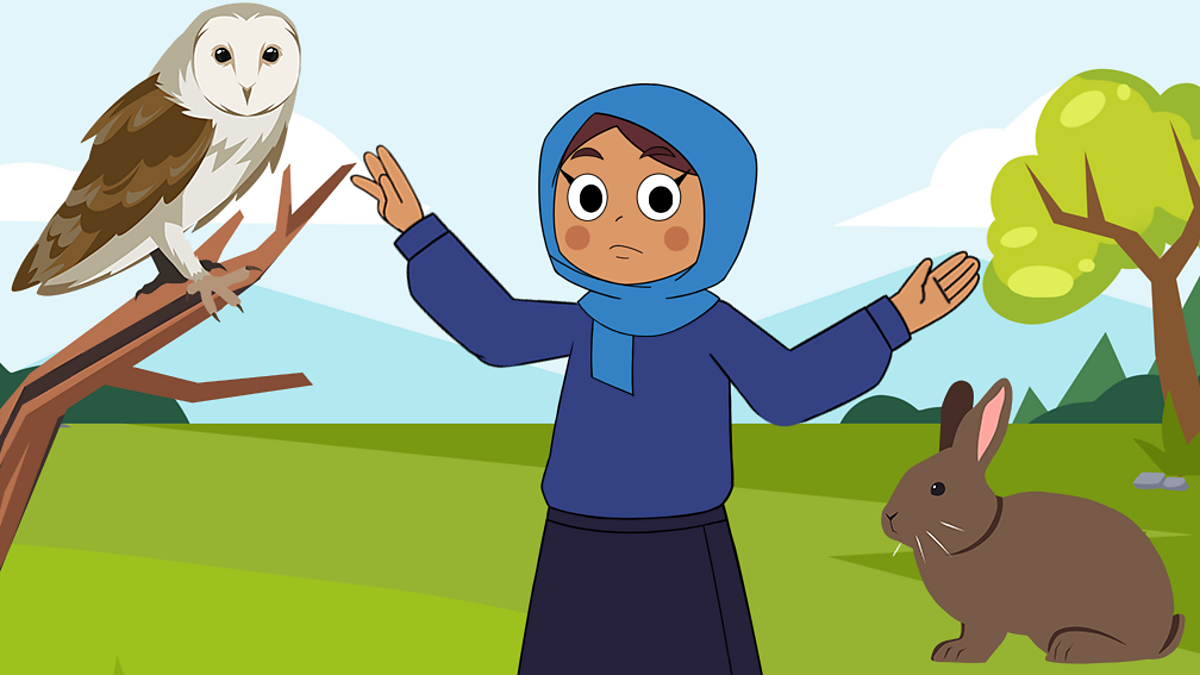 What is a food chain? – KS2 Science curriculum - BBC Bitesize