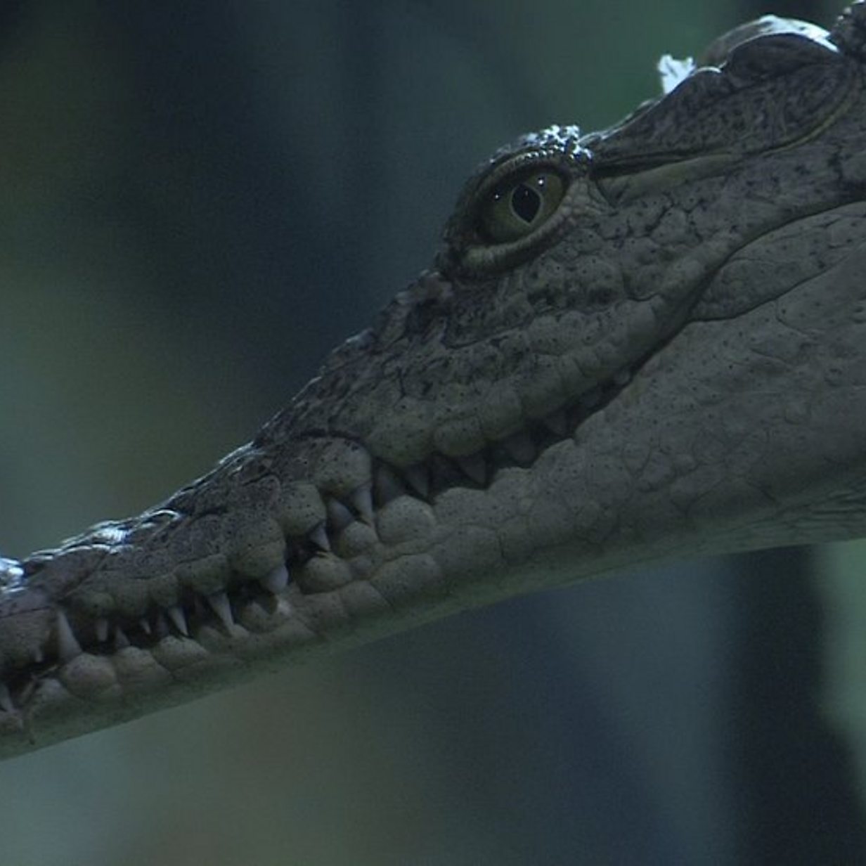 Exploris aquarium reopens: Nile crocodile is new star - BBC News