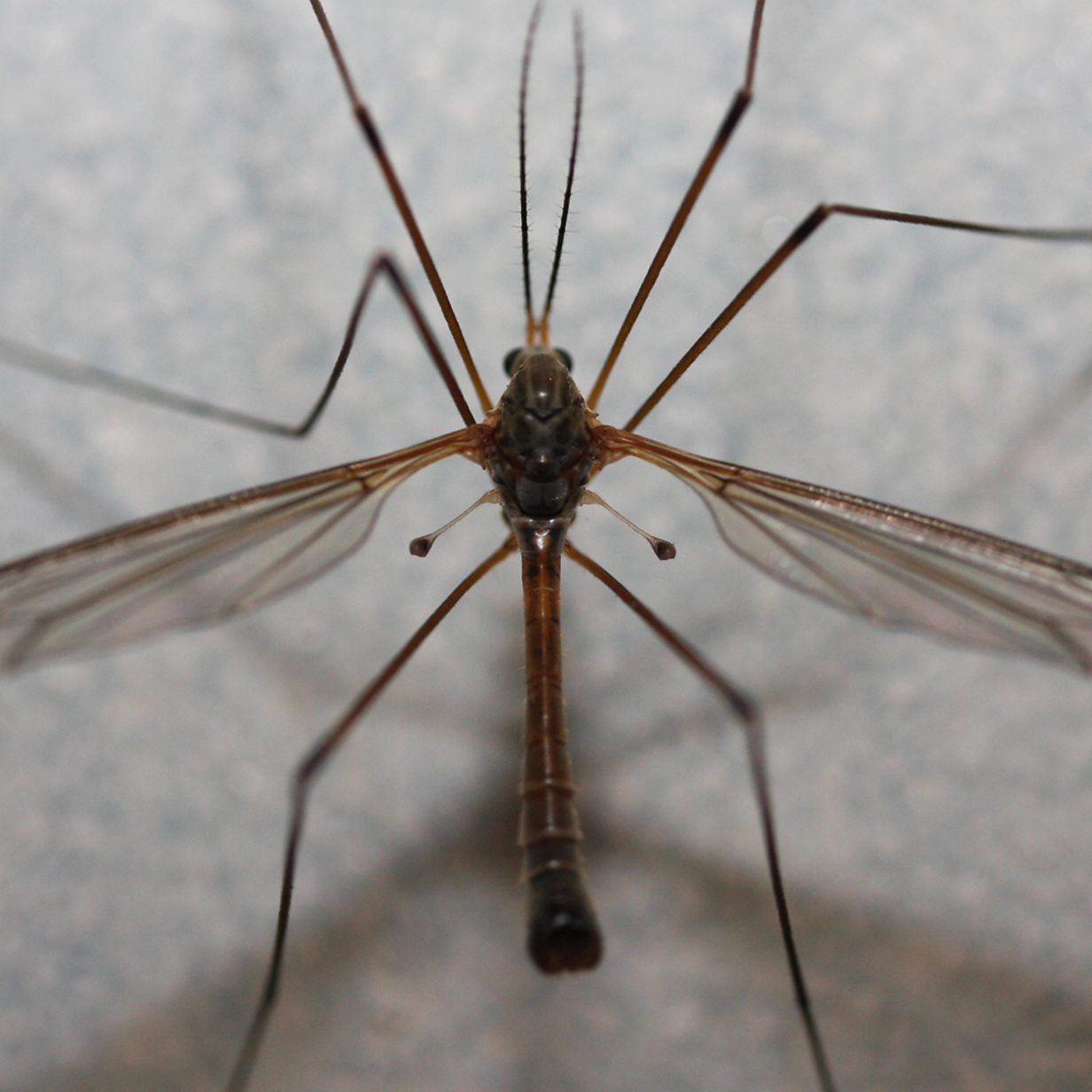 Is the UK really seeing a record daddy long legs invasion